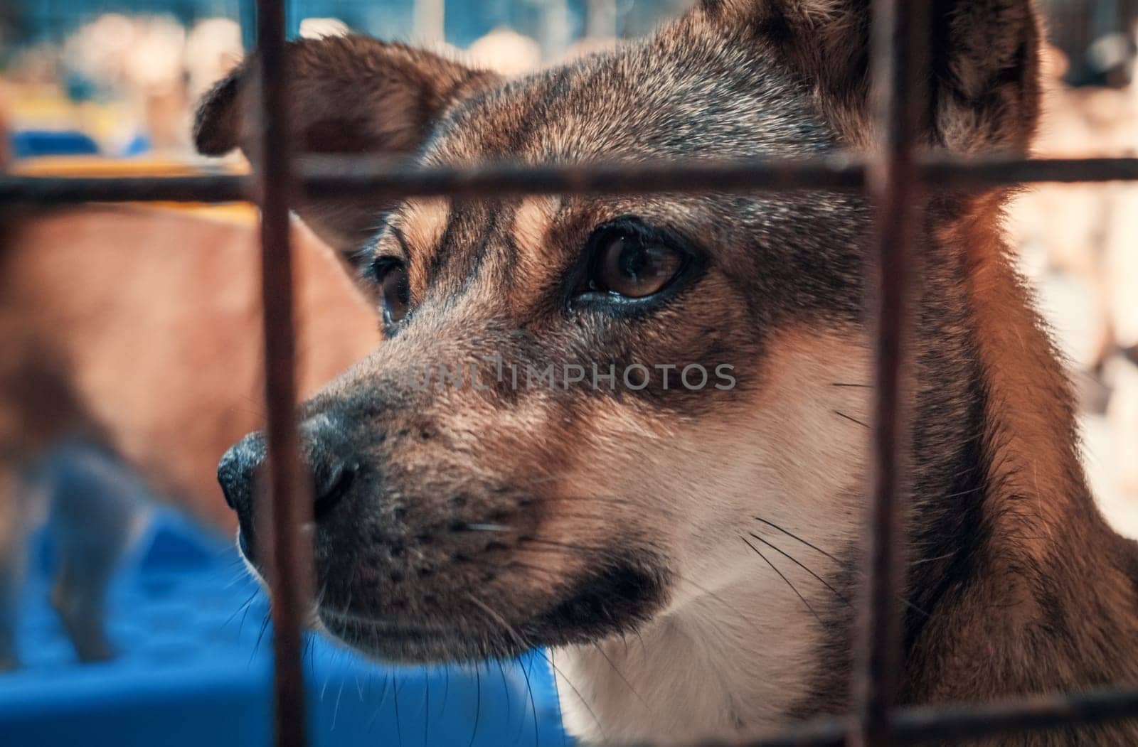 Portrait of sad dog in shelter behind fence waiting to be rescued and adopted to new home.