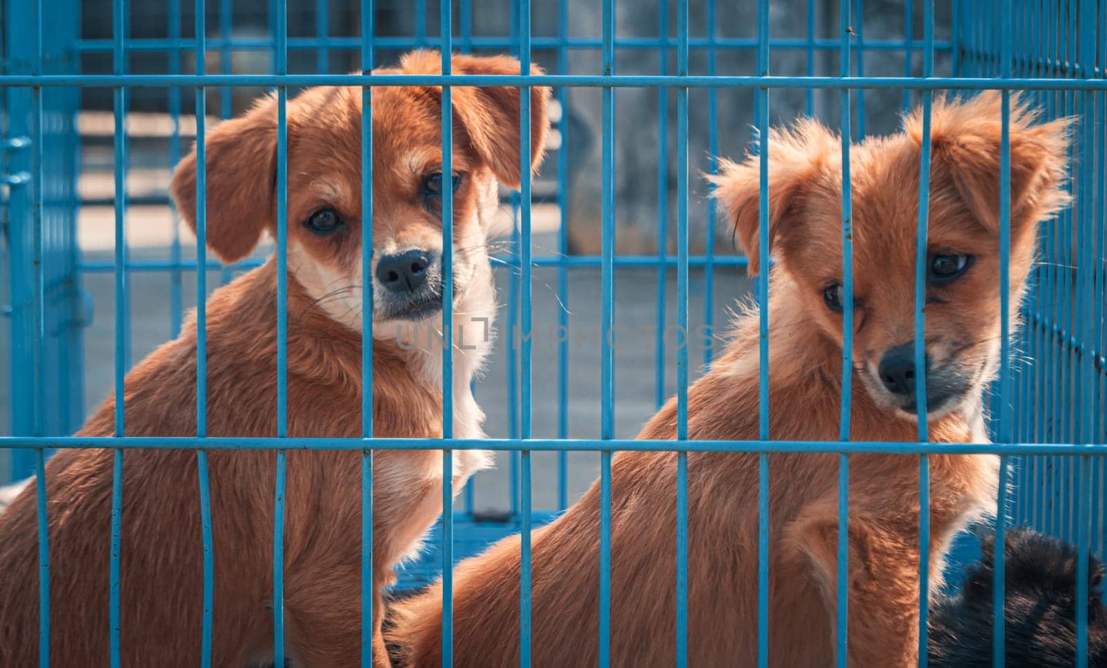 Unwanted and homeless dogs in animal shelter. Asylum for dog. Stray dogs behind the fence. Poor and hungry street dogs and urban free-ranging dogs.