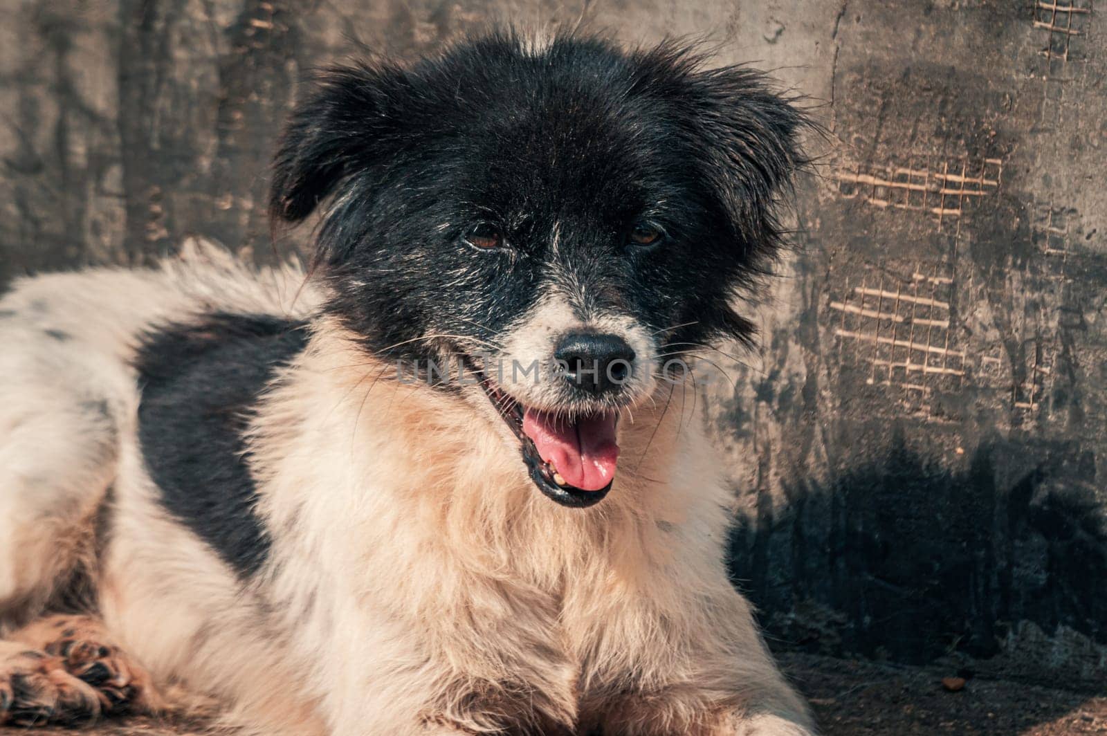 Sad dog in shelter waiting to be rescued and adopted to new home.