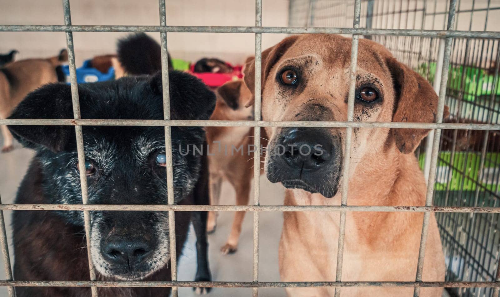 Unwanted and homeless dogs in animal shelter. Asylum for dog. Stray dogs behind the fence. Poor and hungry street dogs and urban free-ranging dogs.