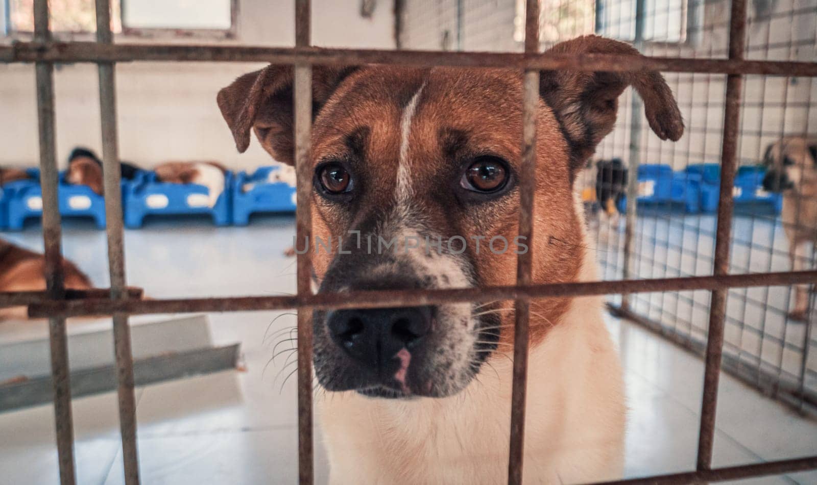 Portrait of sad dog in shelter behind fence waiting to be rescued and adopted to new home.