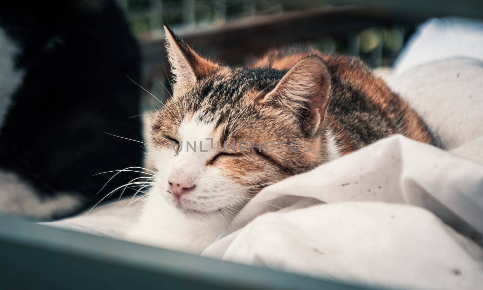 Portrait shot of homeless stray cat living in the animal shelter. Shelter for animals concept