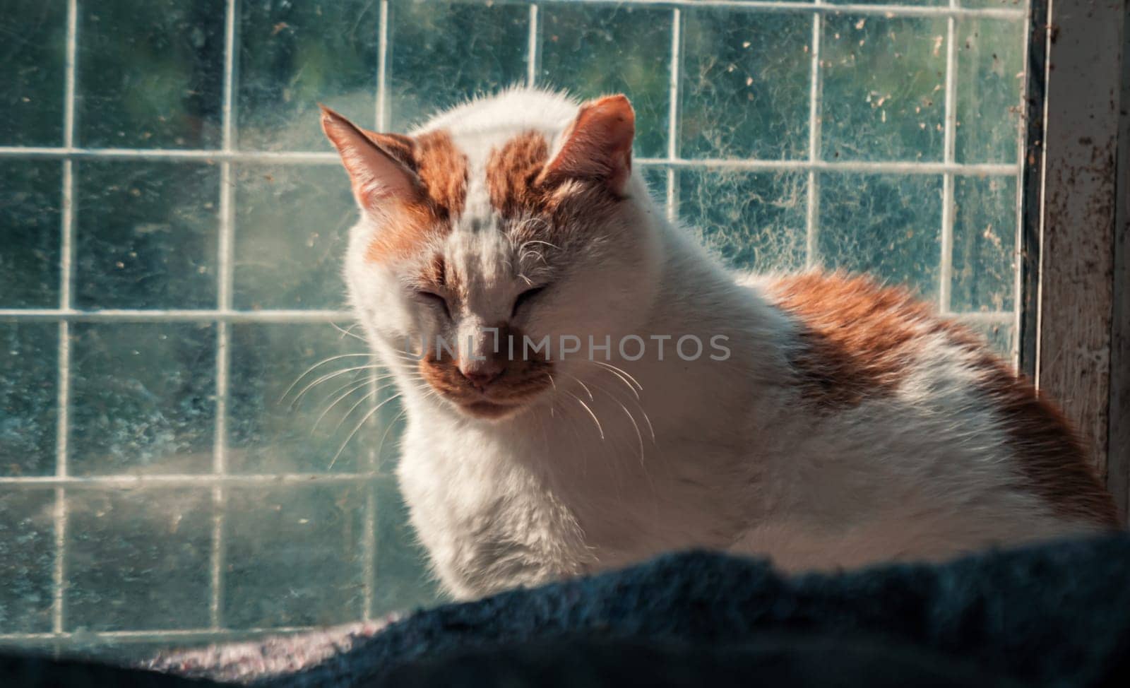 Portrait shot of homeless stray cat living in the animal shelter. Shelter for animals concept