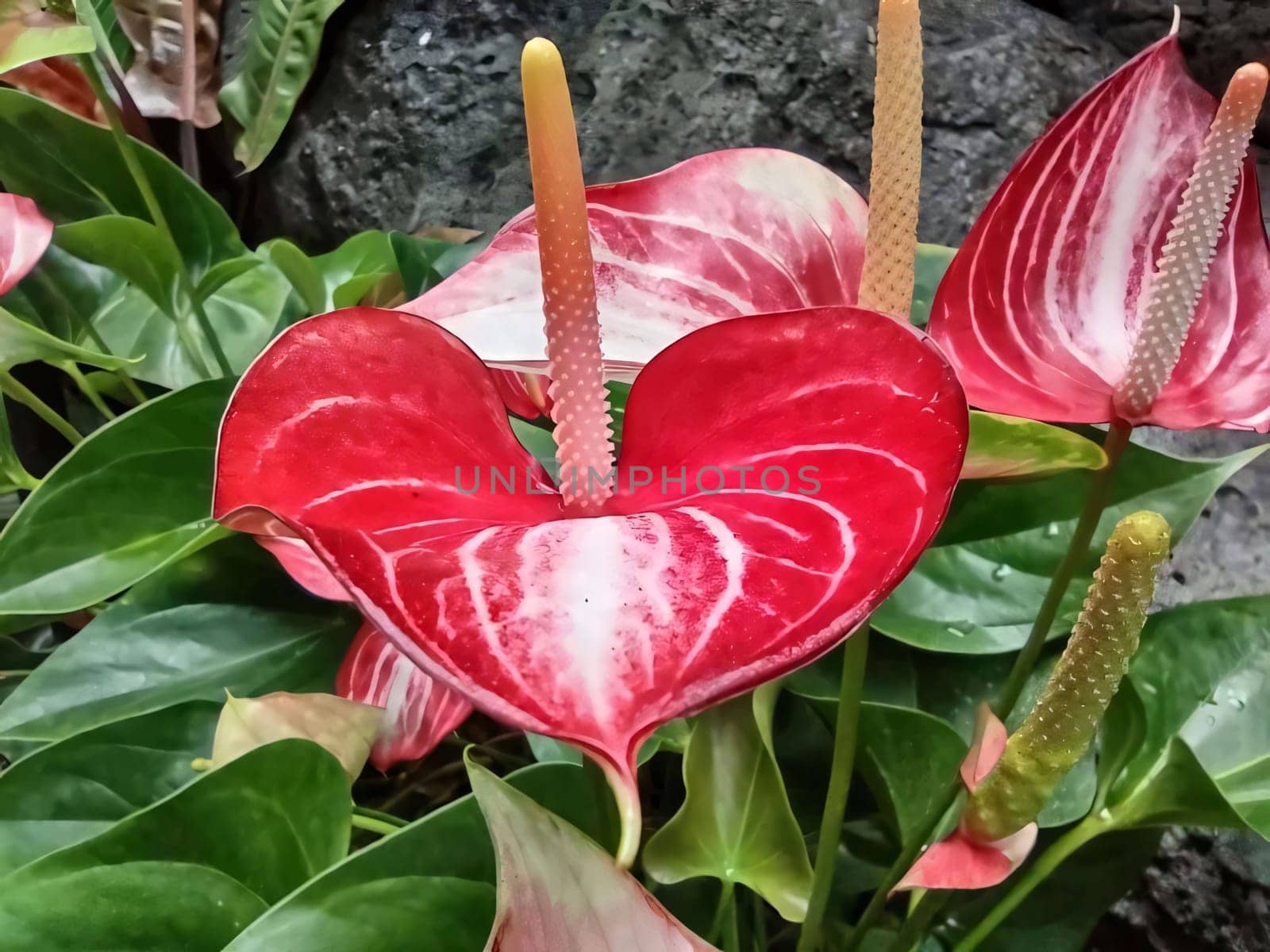 Red Anturium Andrego growing in the ground. Flowering flowers, a symbol of spring, new life. A joyful time of nature awakening to life.