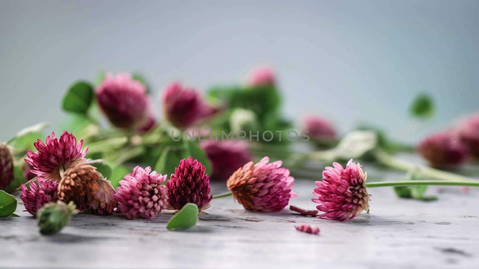 Pink flowers, clover petals scattered on a smudged light background. Green four-leaf clover symbol of St. Patrick's Day. A joyous time of celebration in the green color.