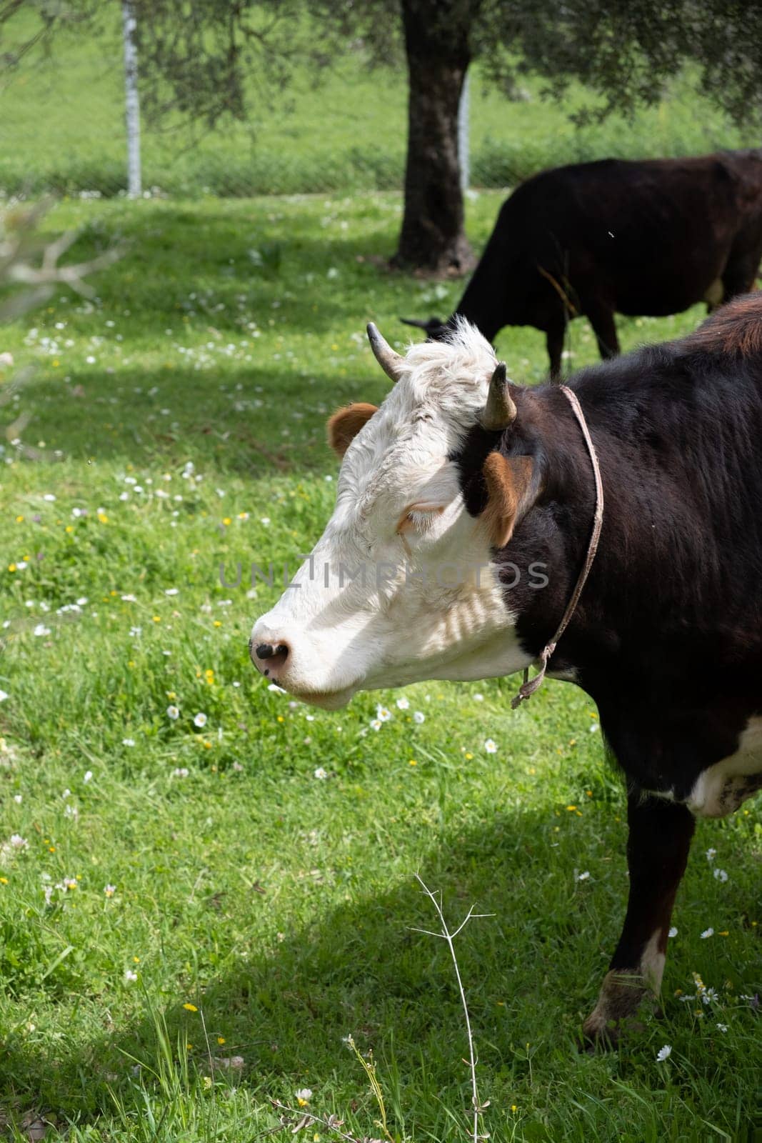 cows graze on a green field in sunny weather by senkaya