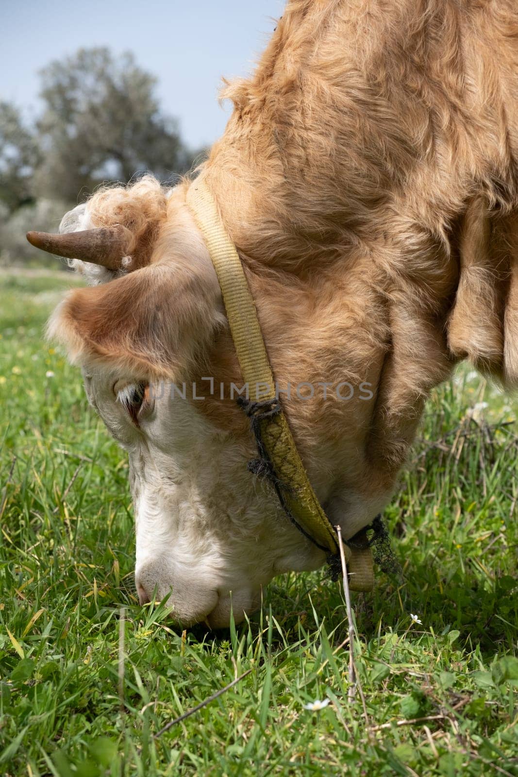 cows graze on a green field in sunny weather. HQ