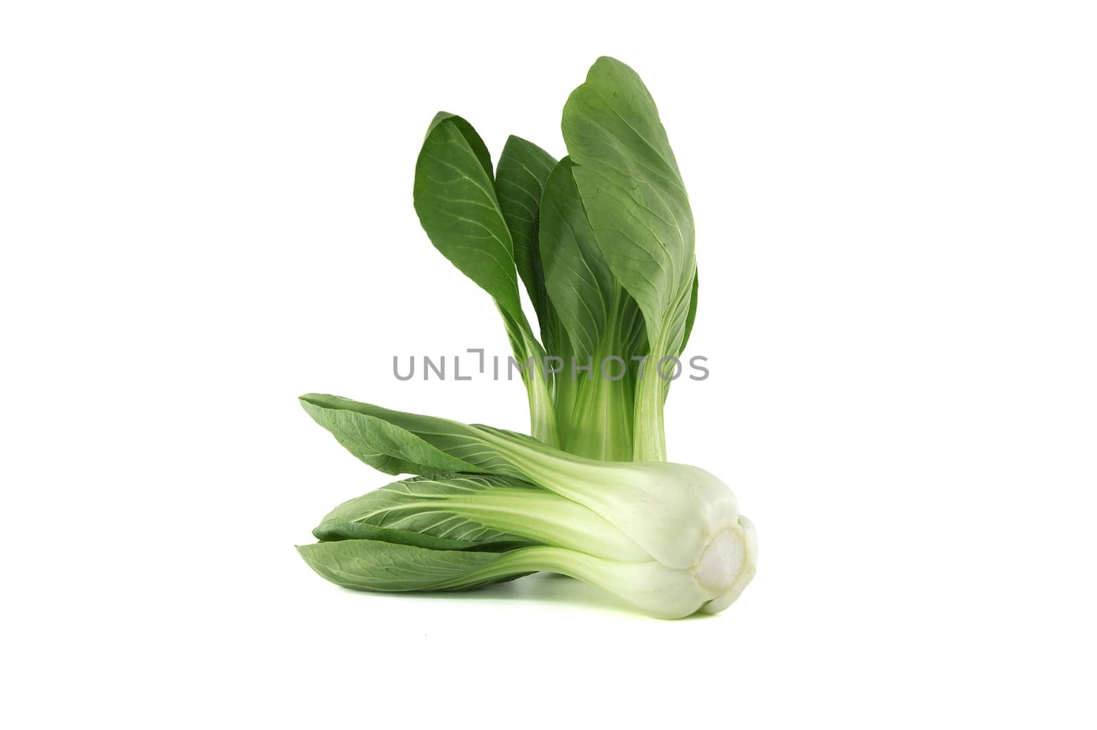 Pak choi, also known as bok choi or pok choi type of Chinese cabbage isolated on white background