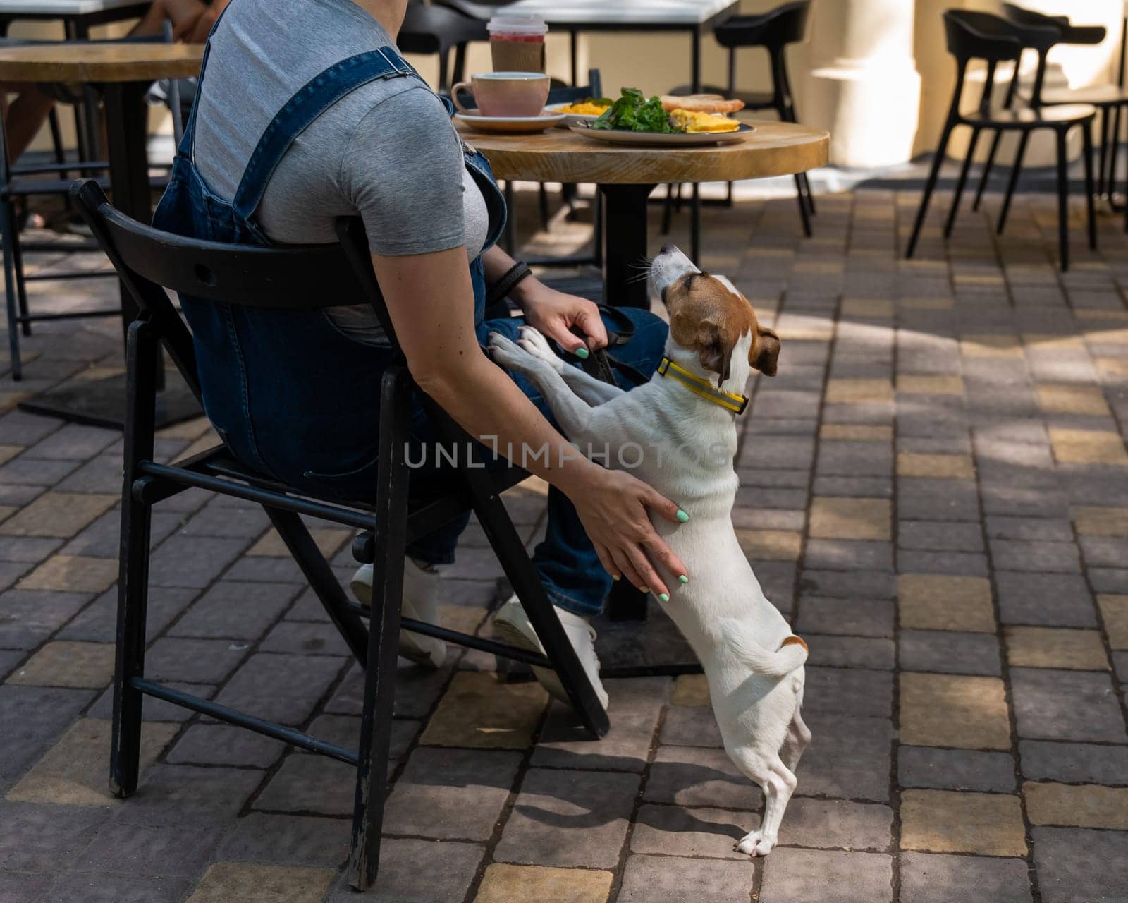 Jack Russell begging the owner in a street cafe. Woman having breakfast in dog friendly outdoor cafe. by mrwed54