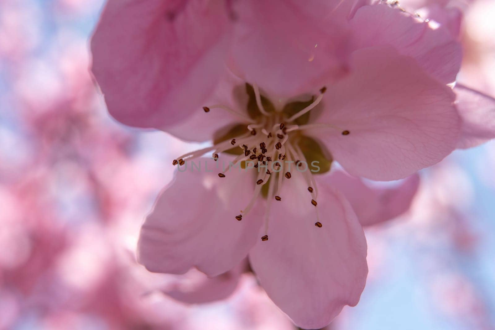 close up pink peach flower against a blue sky. The flower is the main focus of the image, and it is in full bloom