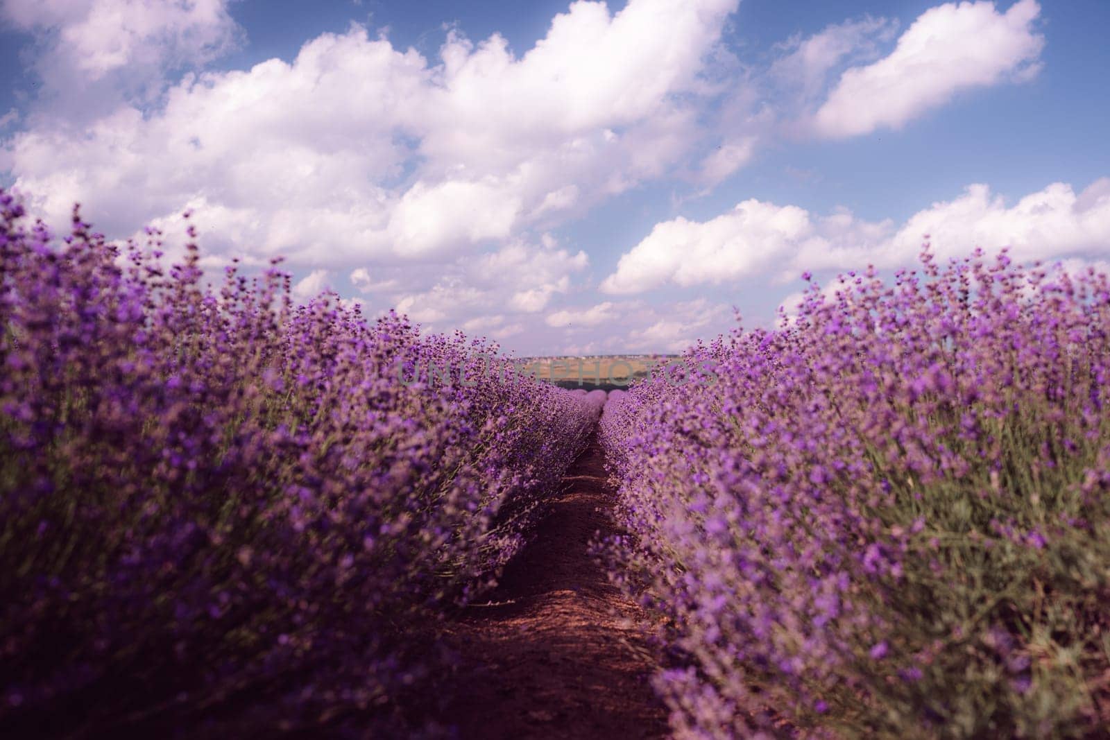 Lavender Blooms, a picturesque field of blooming lavender under a partly cloudy sky. Captured during the day, highlighting natural beauty and agricultural potential by Matiunina