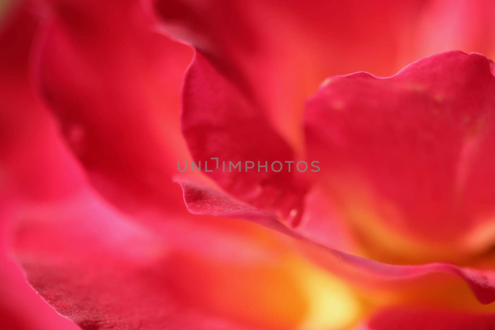 Pink yellow rose flower. Macro flowers background for holiday design. Soft focus