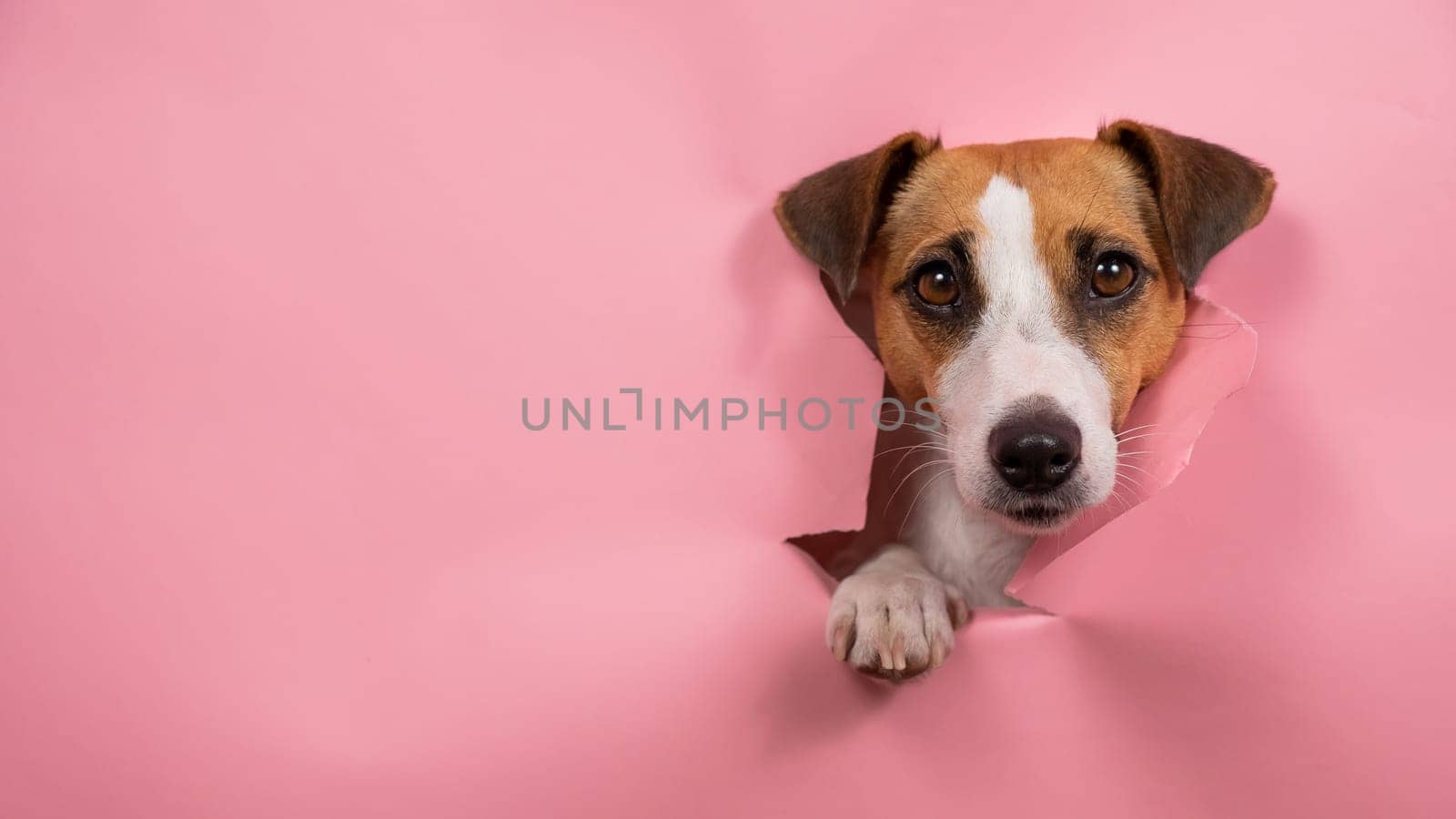 Funny dog jack russell terrier tore pink paper background. by mrwed54