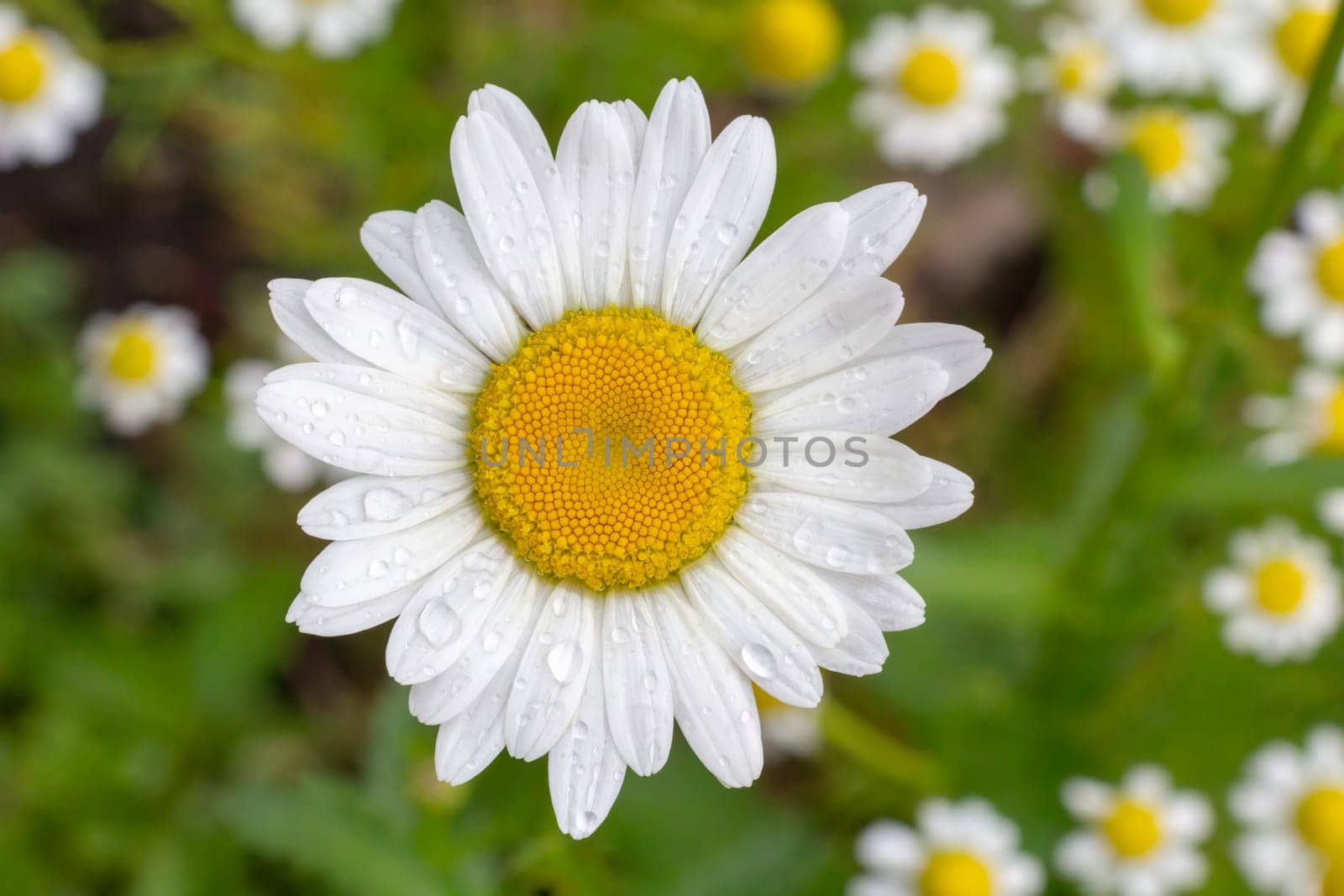 Bud of a chamomile flower in the garden with blurred same flowers in the background. Shallow depth of field.