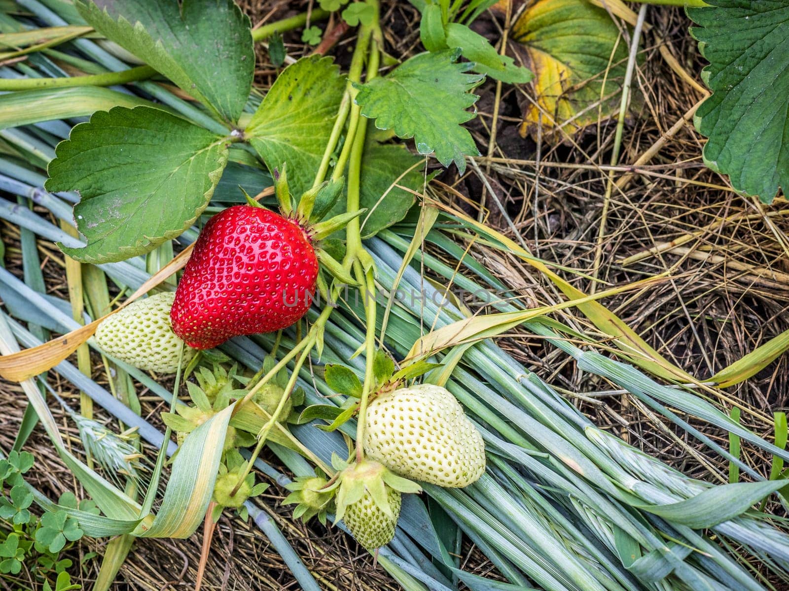 Strawberry plant. Strawberry bush in the garden with ripe and unripe berries laying on straw. Top view.