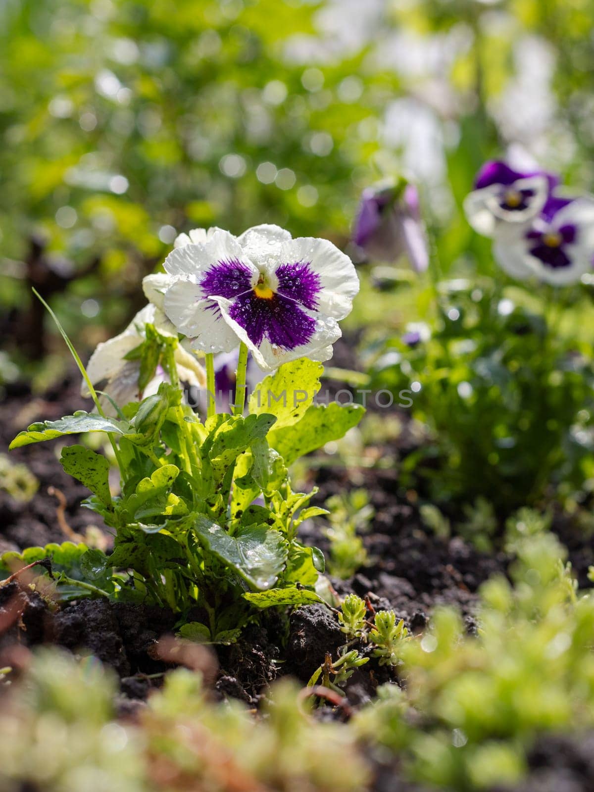 Close-up violets growing on the flower bed. Selective focus on the flower.