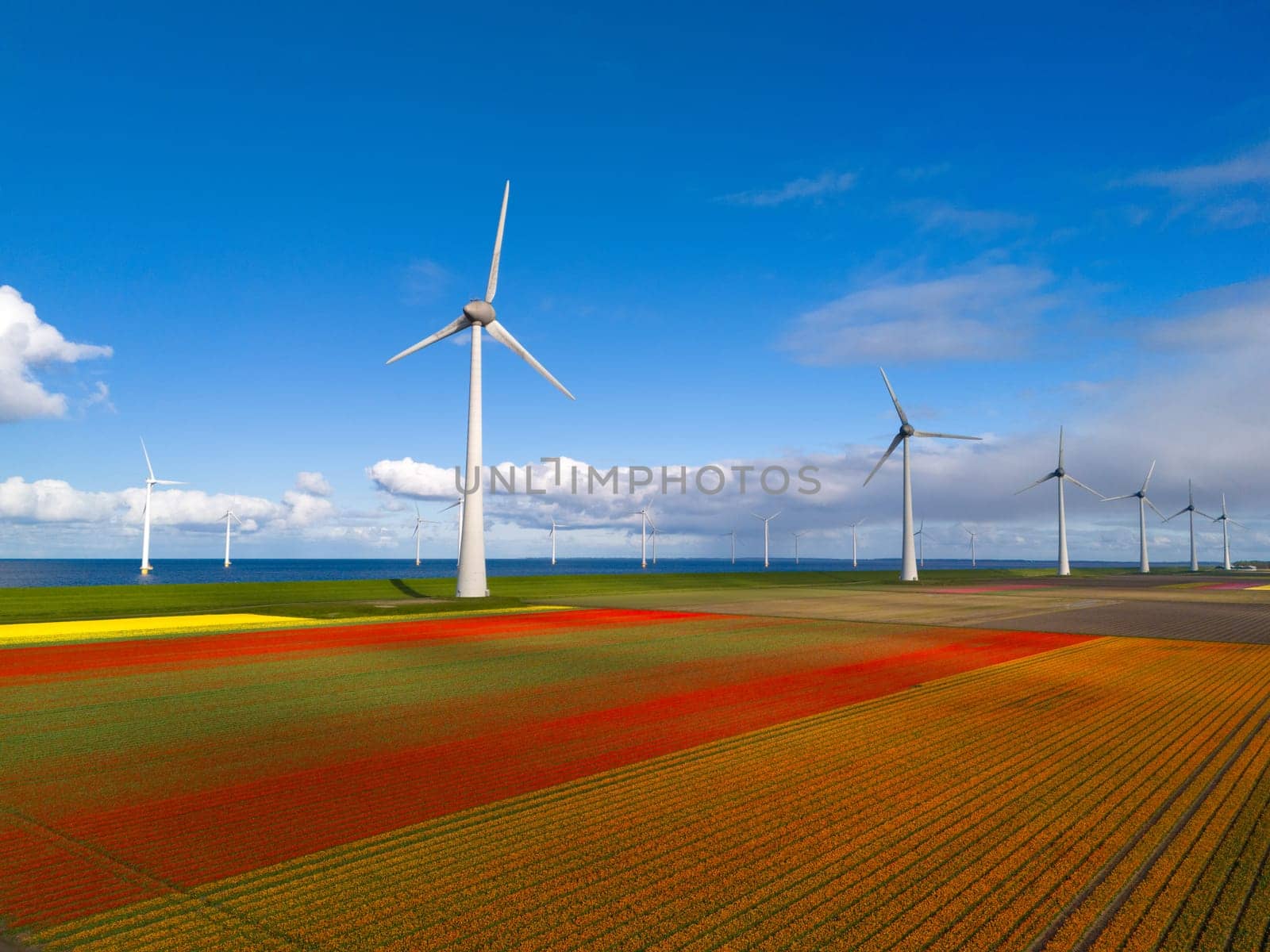 windmill park with spring flowers and a blue sky, drone aerial view with wind turbine and tulip flower field Flevoland Netherlands, Green energy, energy transition