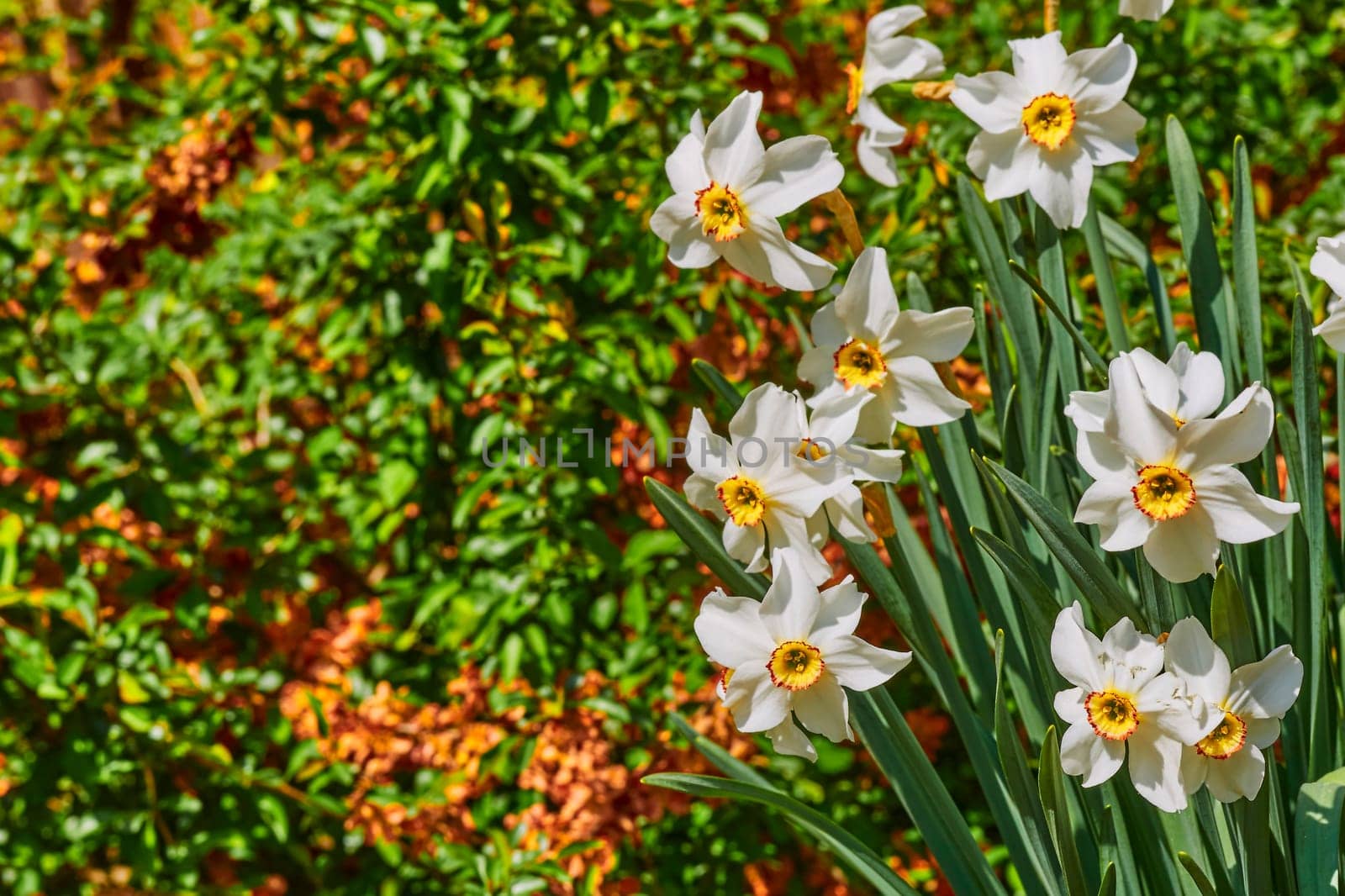 White tender May daffodils on a green orange lawn by jovani68