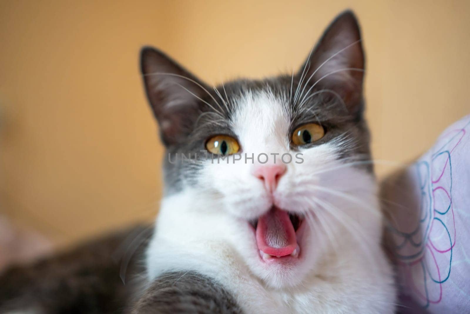 A cat is yawning and has its mouth open. The cat is on a bed and is looking at the camera