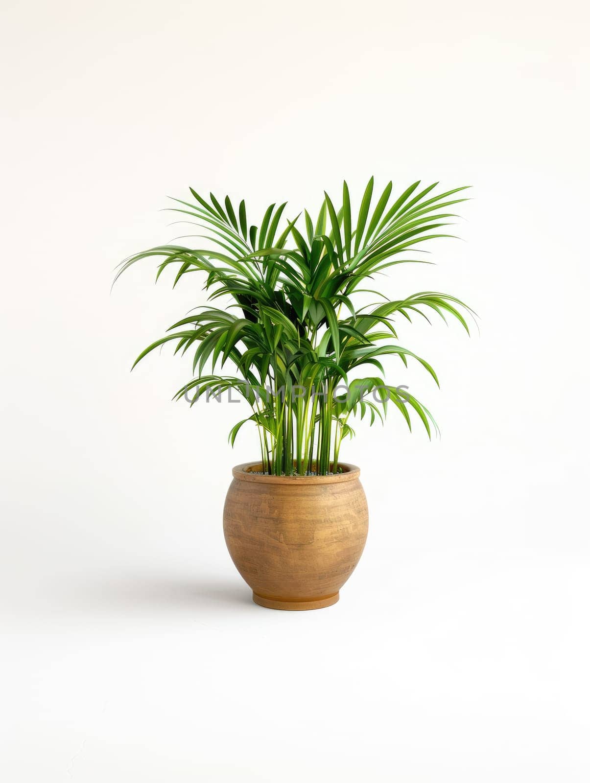 Palm plant in ceramic pot isolated on white background. Green houseplant in pot, palm tree in salon, home decor and interior design concept for posters, banners and advertising. Generation Ai. by Lunnica