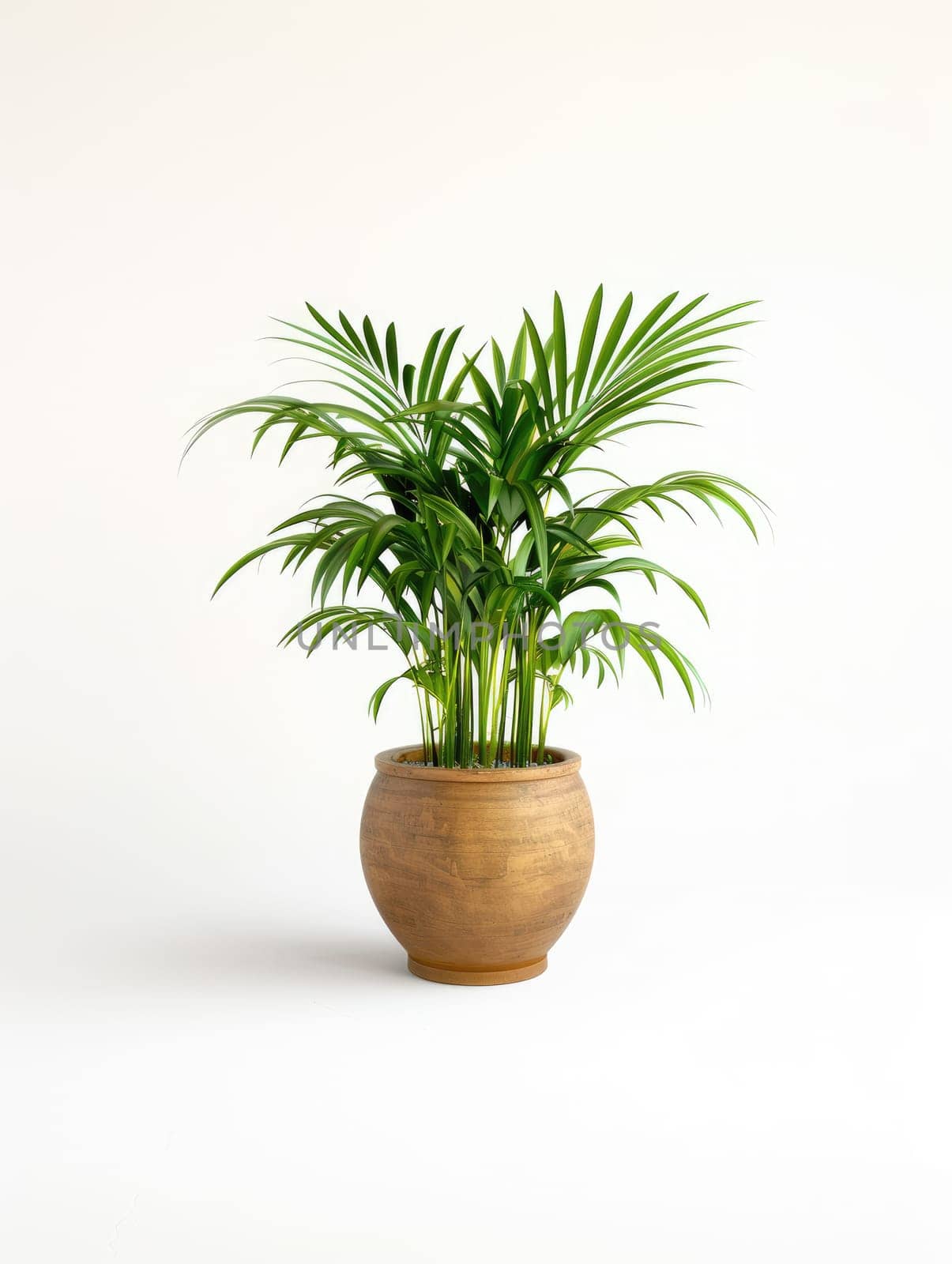 Palm plant in ceramic pot isolated on white background. Green houseplant in pot, palm tree in salon, home decor and interior design concept for posters, banners and advertising. Generation Ai. High quality photo