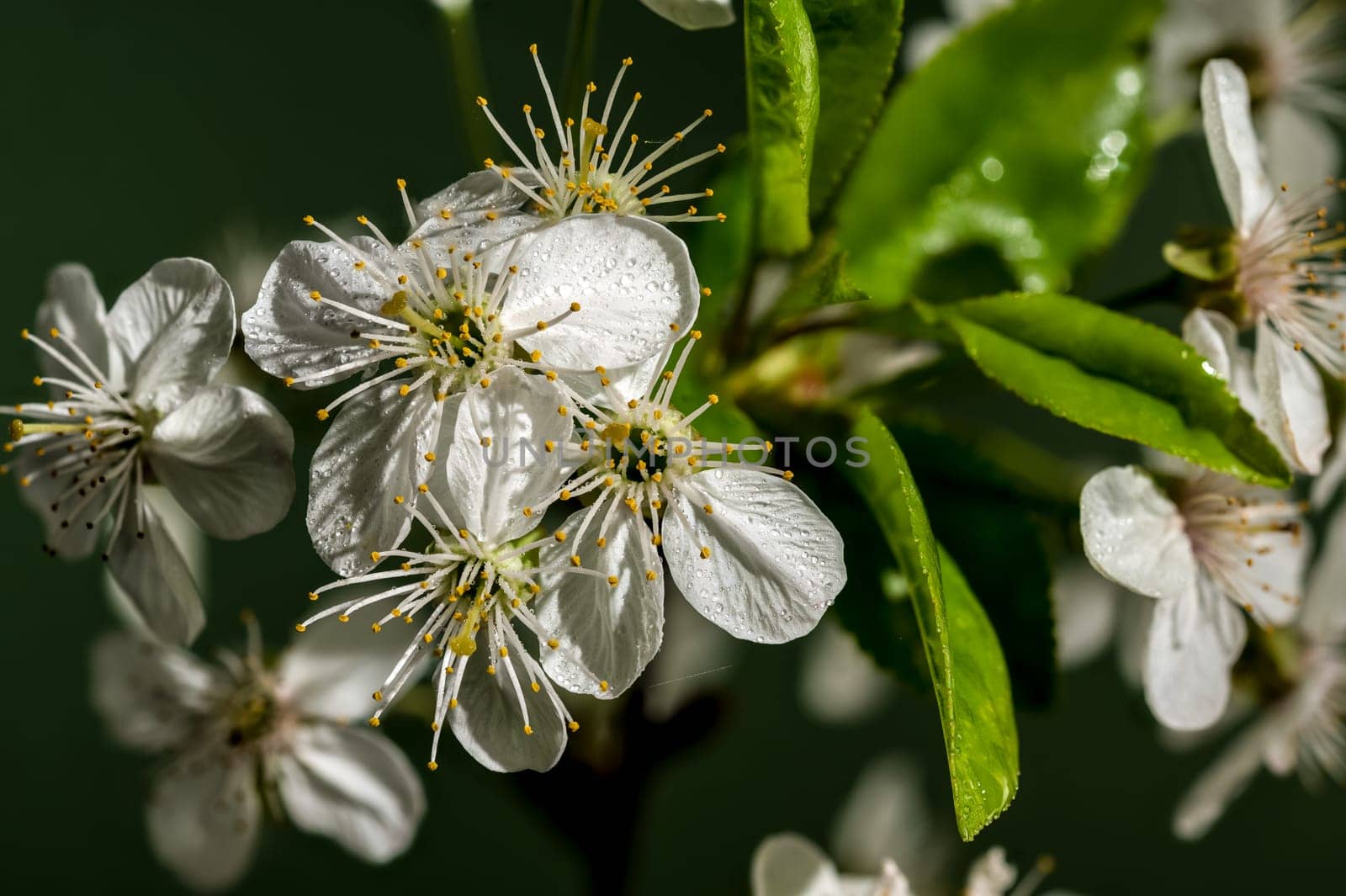 Beautiful white cherry blossoms on a green background. Flower head close-up.