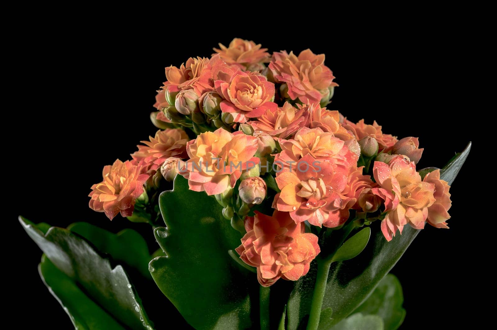 Beautiful blooming Orange kalanchoe flowers isolated on a black background. Flower heads close-up.