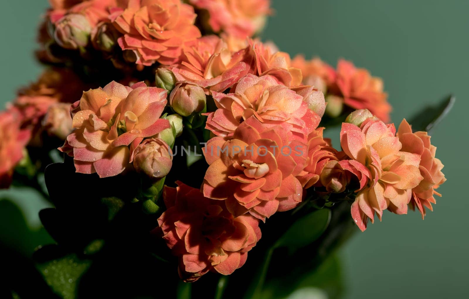 Beautiful blooming Orange kalanchoe flowers on a green background. Flower heads close-up.