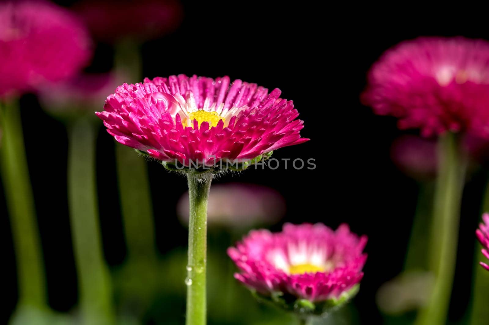 Daisy red Bellis flowers on a black background by Multipedia