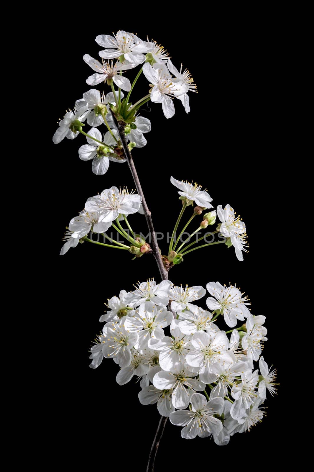 Beautiful white cherry blossoms isolated on a black background. Flower head close-up.