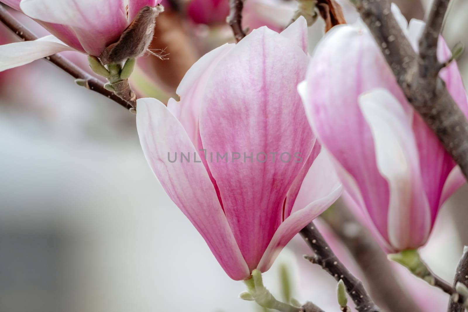 Magnolia Sulanjana flowers with petals in the spring season. beautiful pink magnolia flowers in spring, selective focusing. by Matiunina