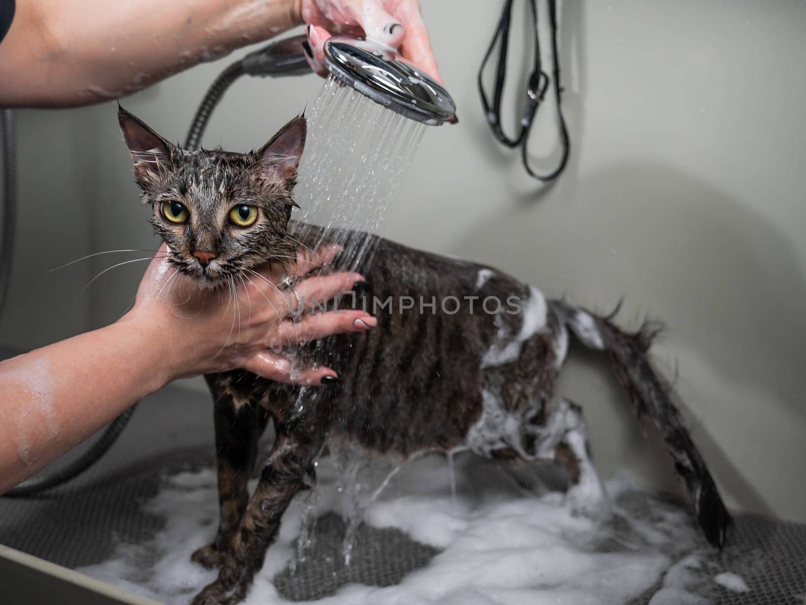 Woman shampooing a tabby gray cat in a grooming salon