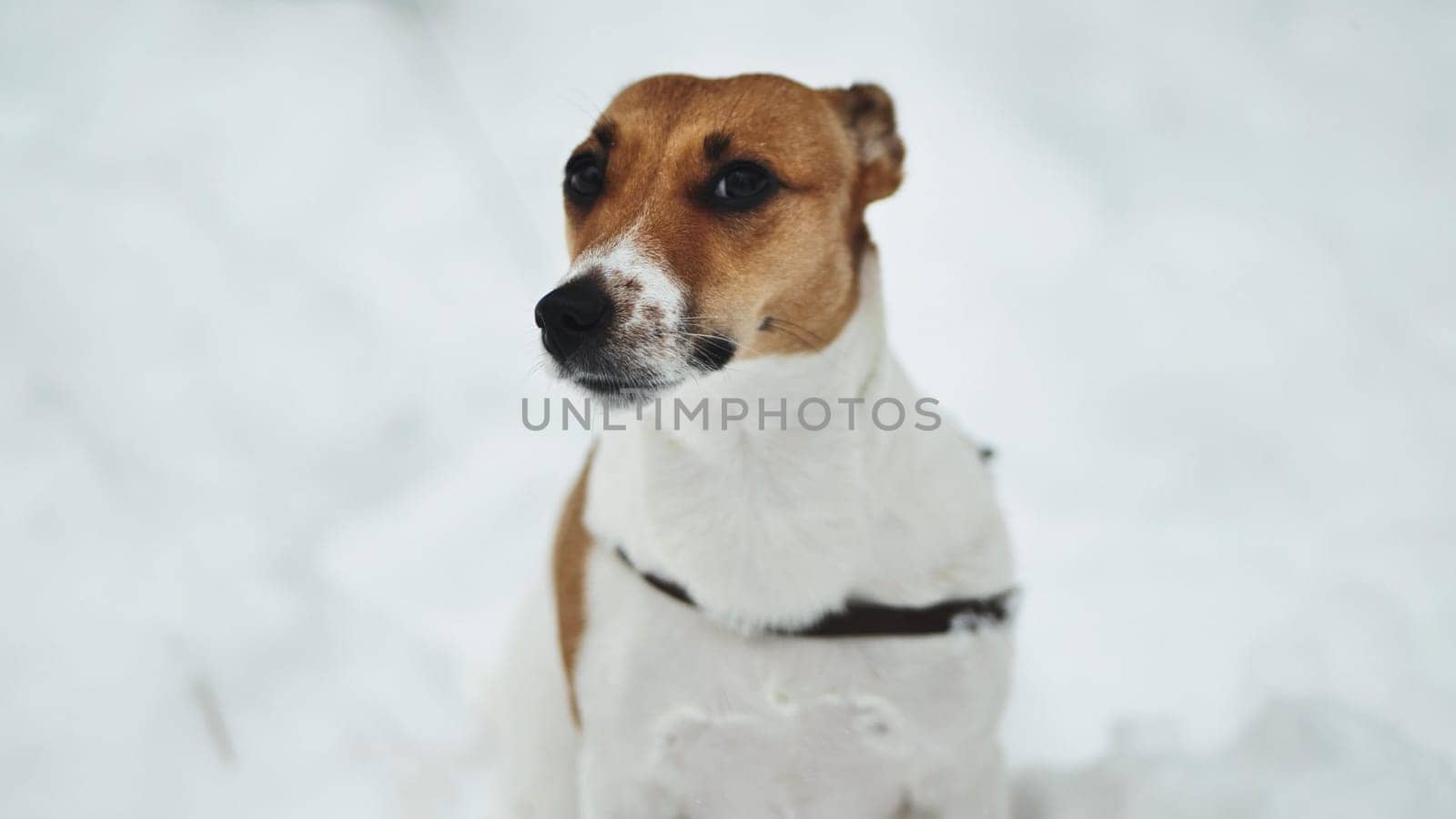 A Jack Russell Terrier trembles in the winter snow. by DovidPro