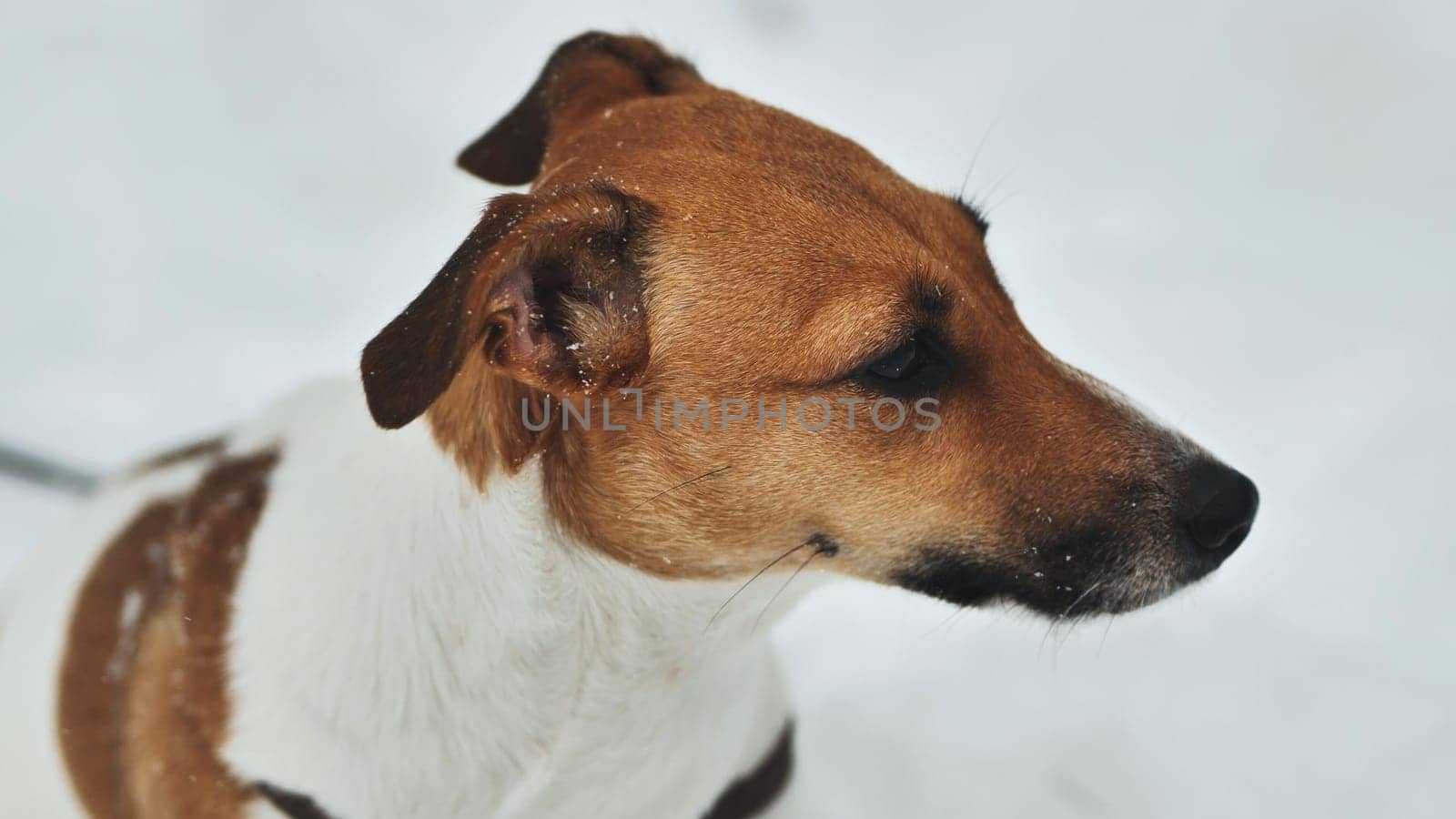 A Jack Russell Terrier trembles in the winter snow. by DovidPro
