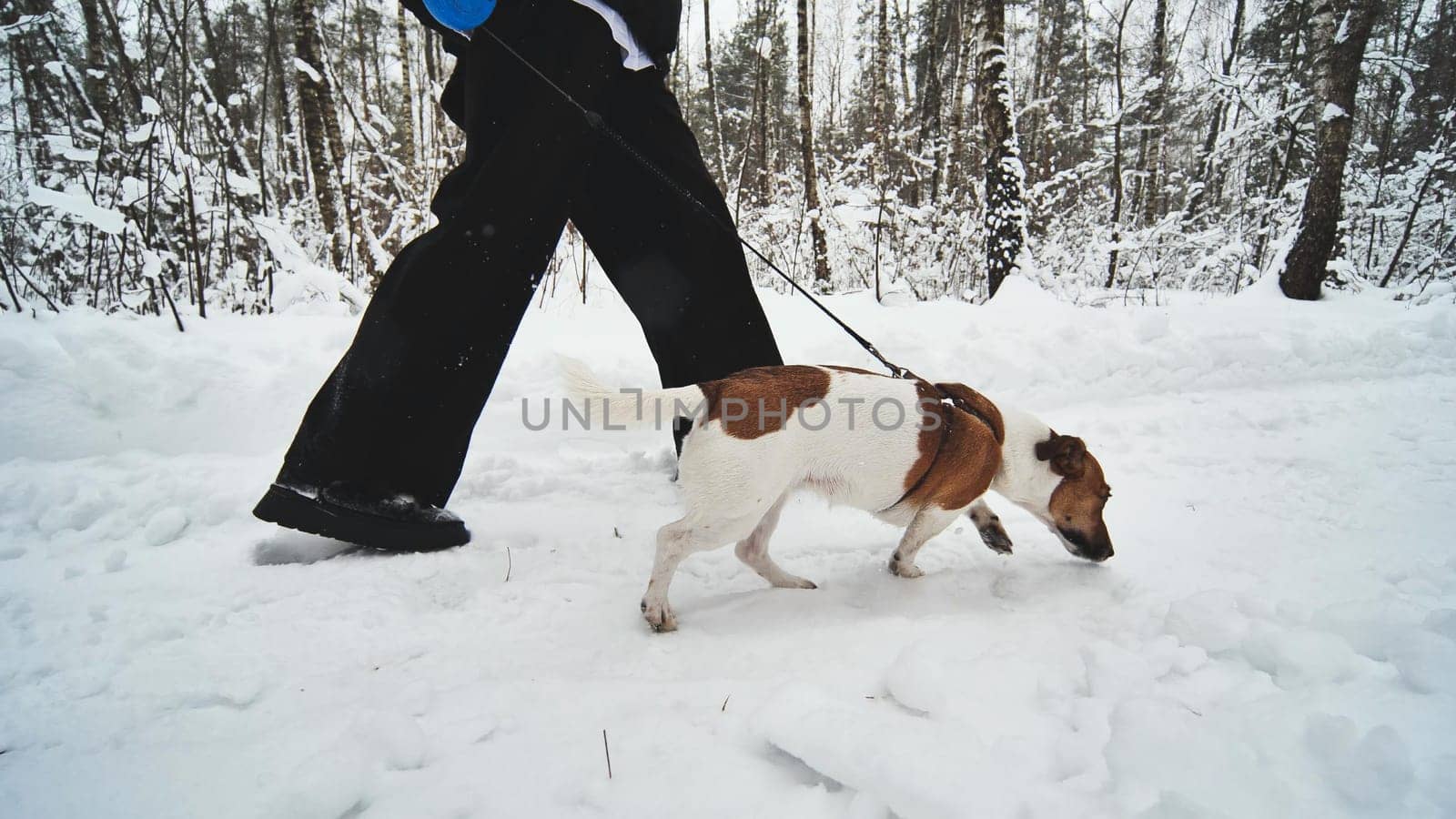 A girl and her Jack Russell Terrier dog are running through the woods. by DovidPro