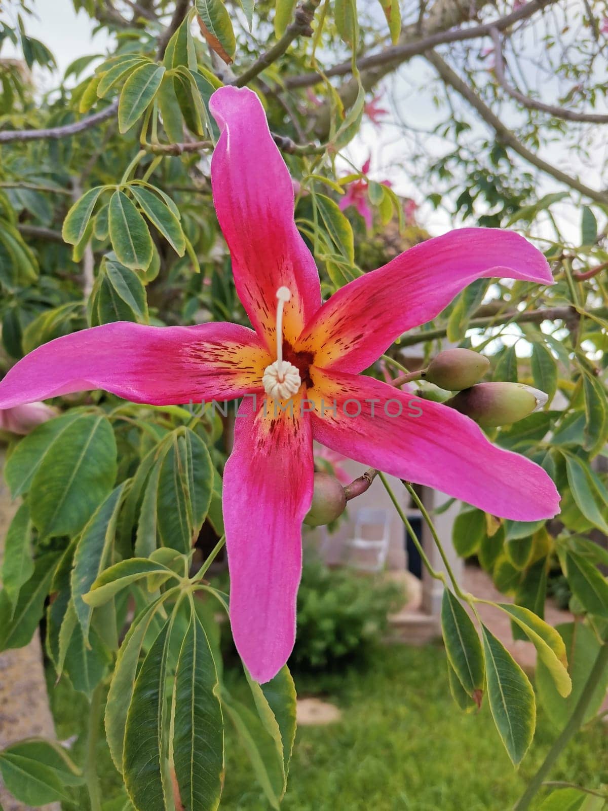 pink flower blooming of Floss Silk Tree (Ceiba speciosa)
