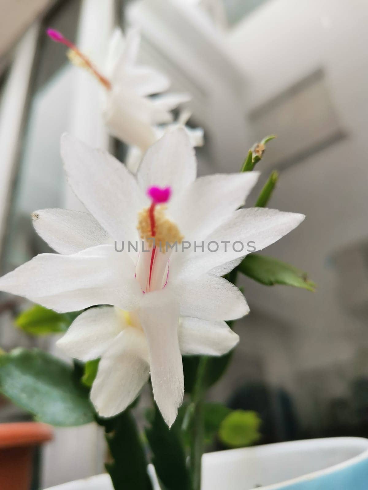 The white flower of Schlumbergera truncata in the vase