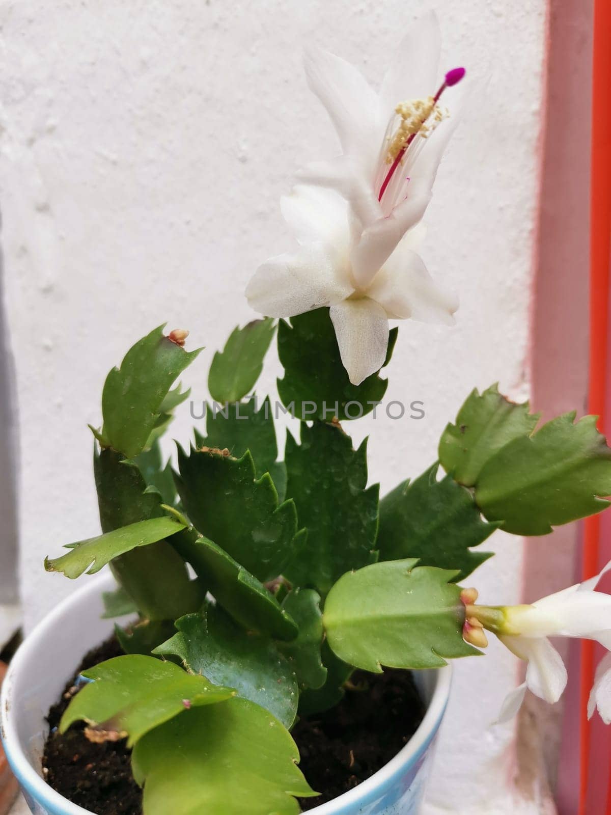 The white flower of Schlumbergera truncata in the vase