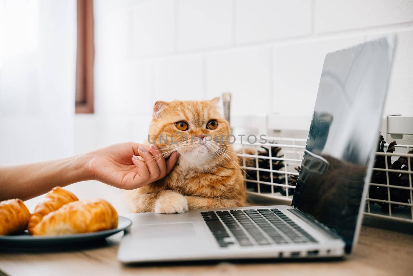 In this heartwarming home office scene, a woman seamlessly combines her work on a laptop with affectionate moments with her Scottish Fold cat at her desk. A portrait of work and pet happiness. by Sorapop