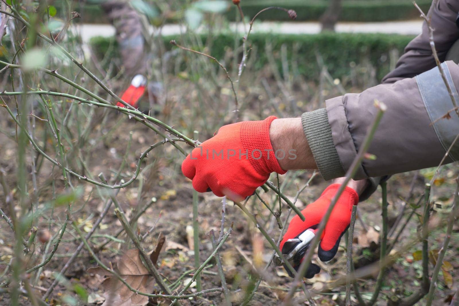 Person kneeling on soil, cutting tree branches with scissors.