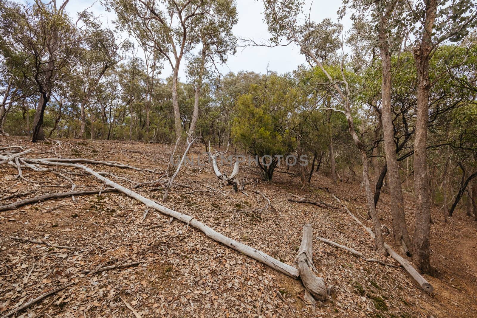 Plenty Gorge Parklands in Australia by FiledIMAGE