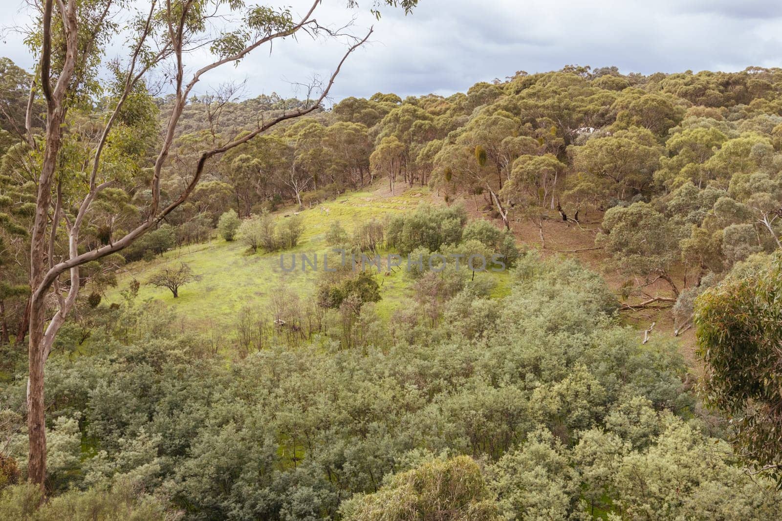 Mountain bike and hiking trails and landscape around Plenty Gorge in Northern Melbourne in Victoria, Australia