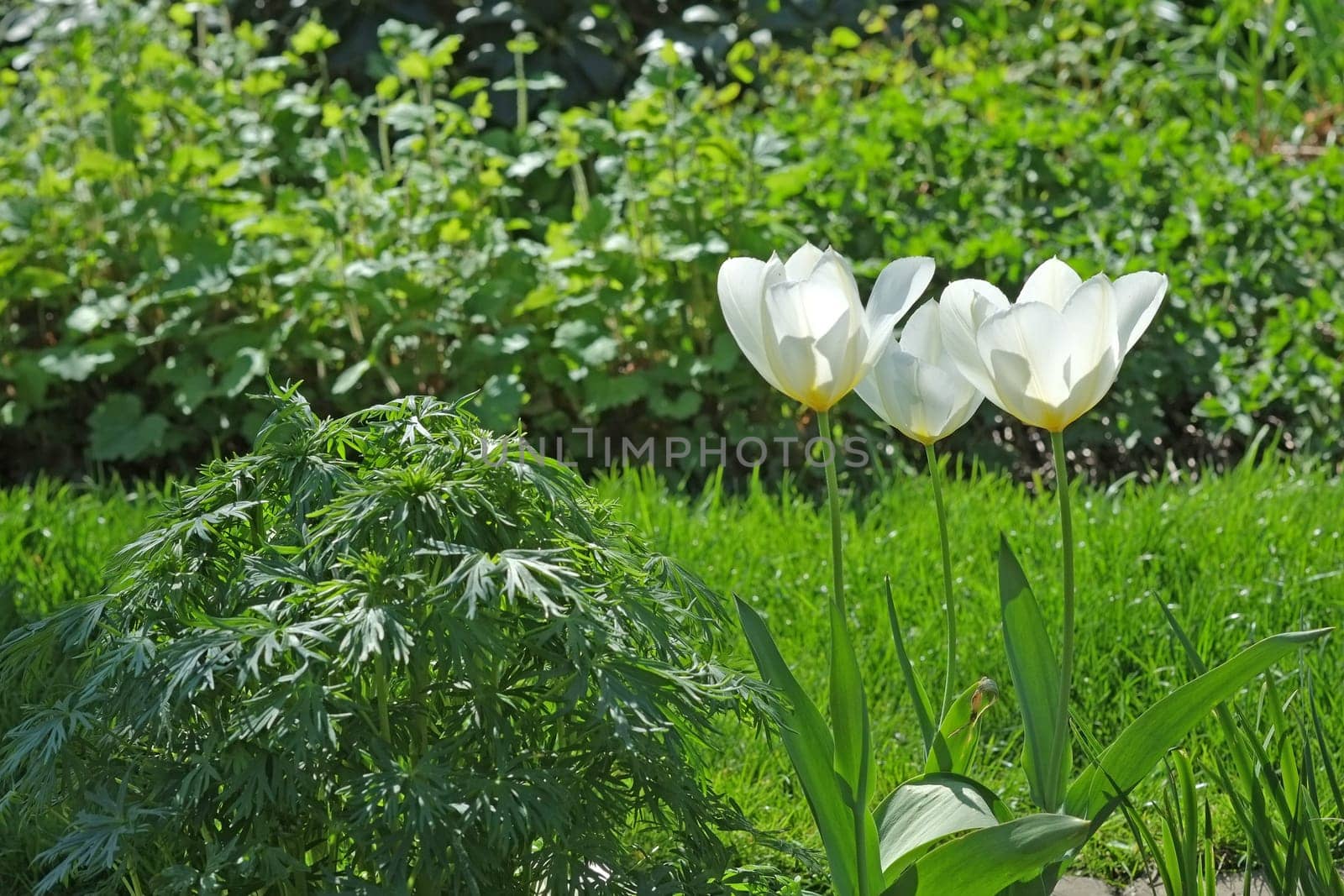 Flowers, tulips and blossom in outdoor garden, floral bunch and park for calm spring or grass. Plants, petals and growth in countryside for ecology, ecosystem and green botany for bush environment by YuriArcurs