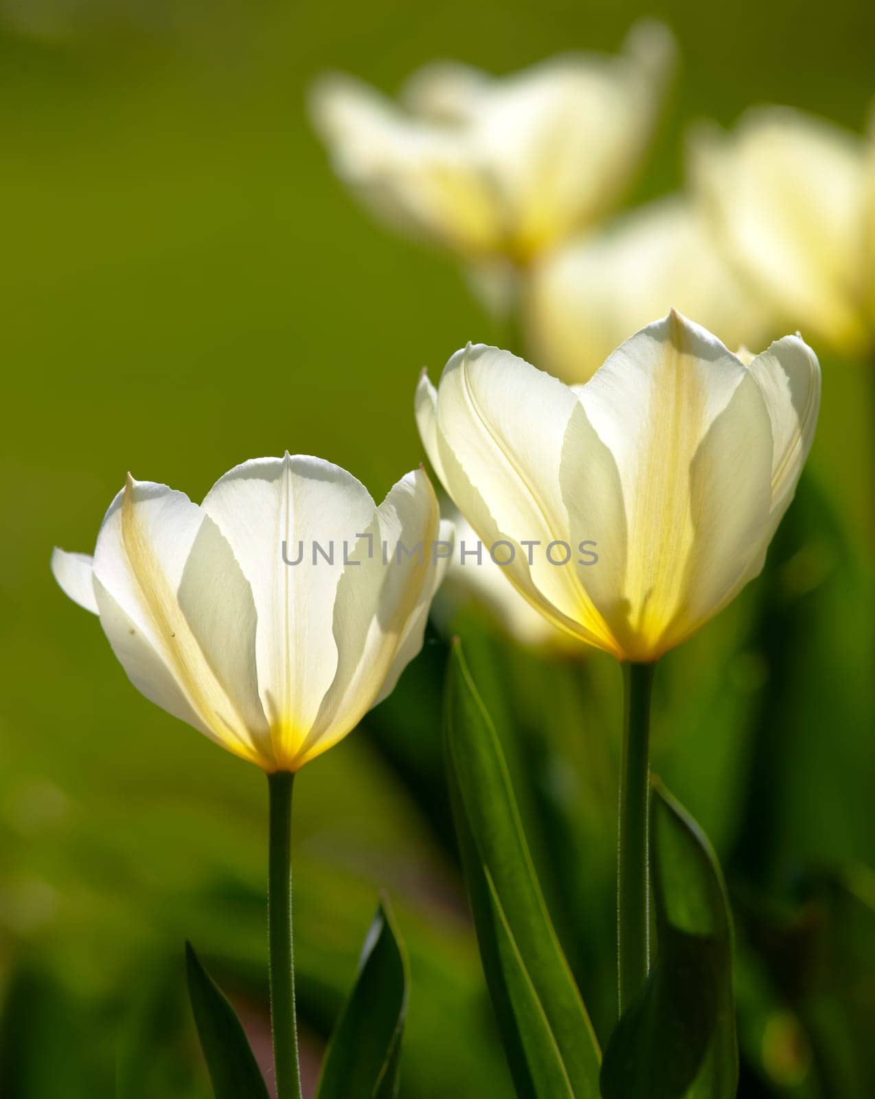 Closeup, white Tulips or flower on a sunny day for growing, gardening and romantic bouquet for love. Leaf, blossom and floral plant in nature for season change, gift or florist with bright color.