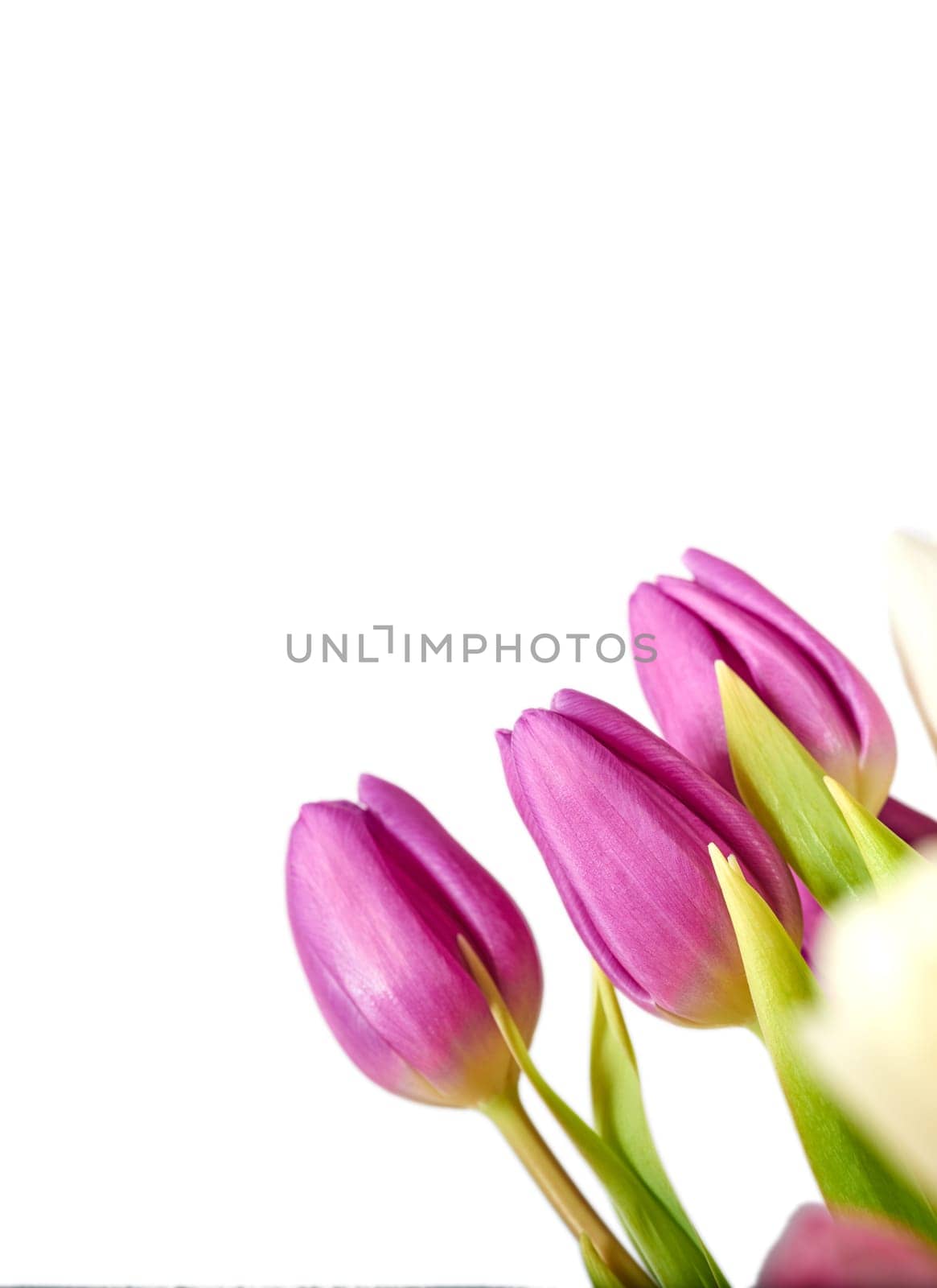 Flowers, tulips and pink in studio by white background, blossom and peace or floral with greenery. Plant, petal and mockup for decoration, creativity and wallpaper or screensaver with natural color.
