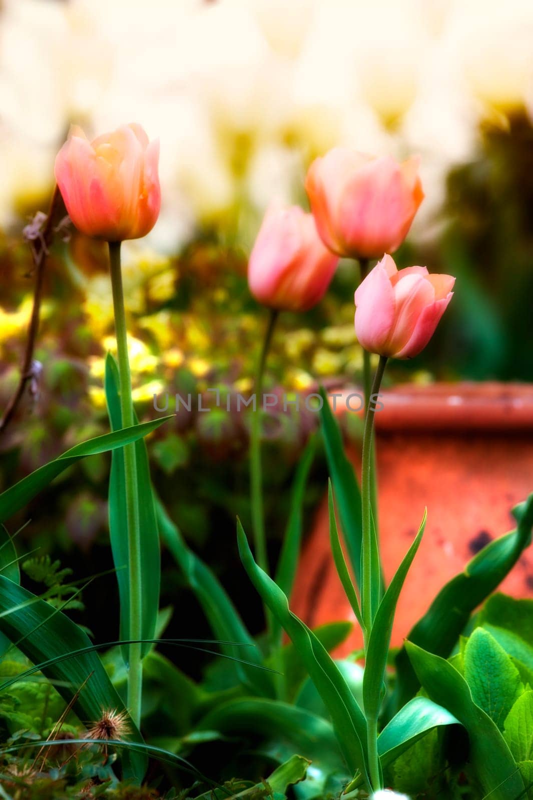 Flowers, tulips and pink spring in outdoor nature, horticulture and blooming in meadow. Plants, petals blossom and growth in countryside for ecology, sustainable and garden botany for environment by YuriArcurs