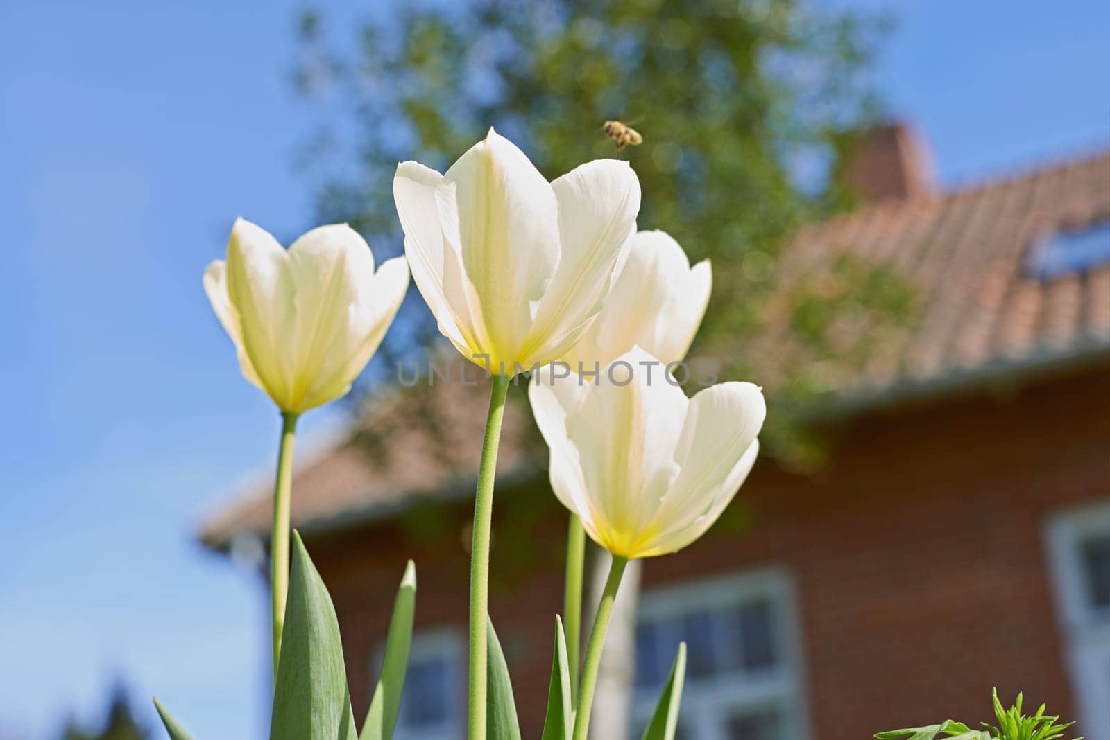 Flowers, tulips and garden outdoor by house, blossom and peace or floral field. Plant, petal and growth in countryside or landscape, ecosystem and botany for sustainable environment or nature in farm.