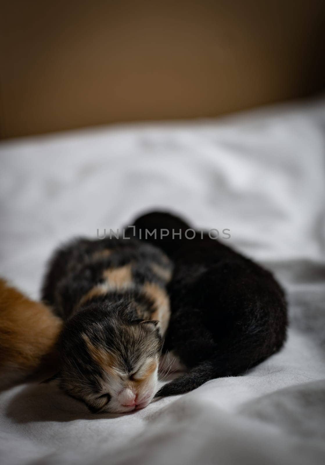 Sleeping newborn kitten on the bed. by Nataliya