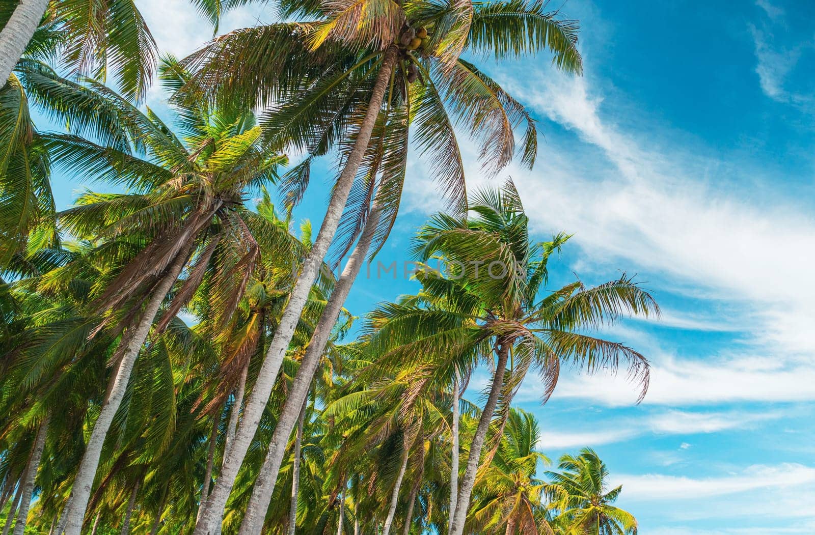 Bottom view of palm trees against a beautiful blue sky. Green palm tree on blue sky background. View of palm trees against sky. Palm tree in gentle tropical breeze. View of nice tropical background.