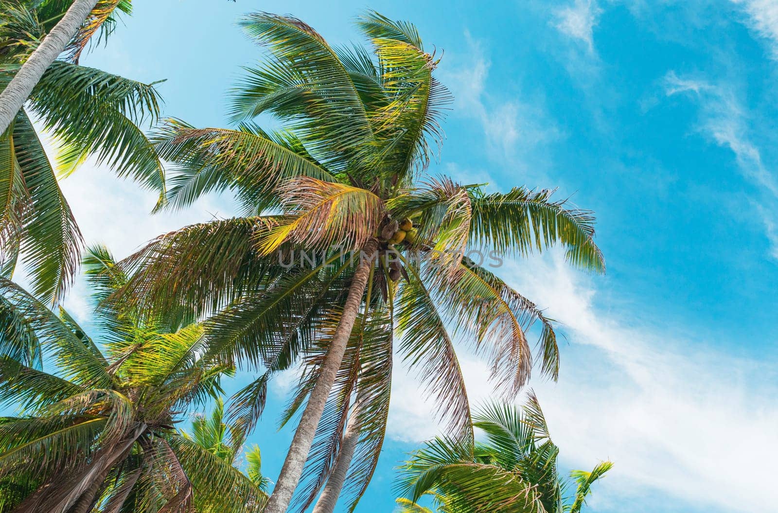 Bottom view of palm trees against a beautiful blue sky. Green palm tree on blue sky background. View of palm trees against sky. Palm tree in gentle tropical breeze. View of nice tropical background.